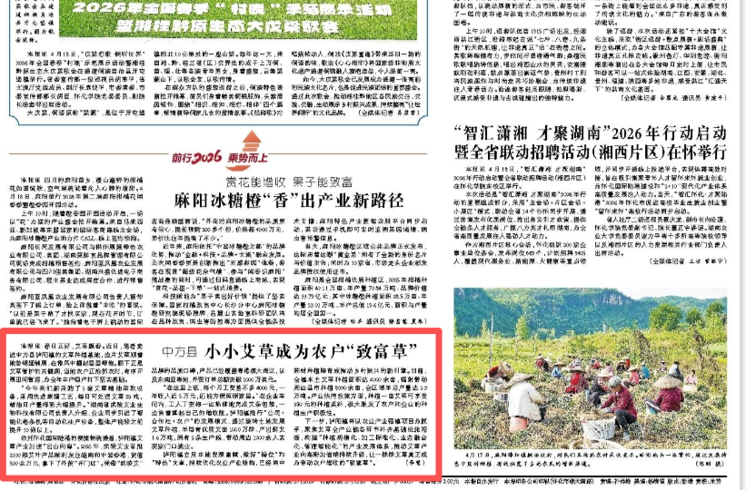 怀化日报头版|中方县小小艾草成为农户“致富草”