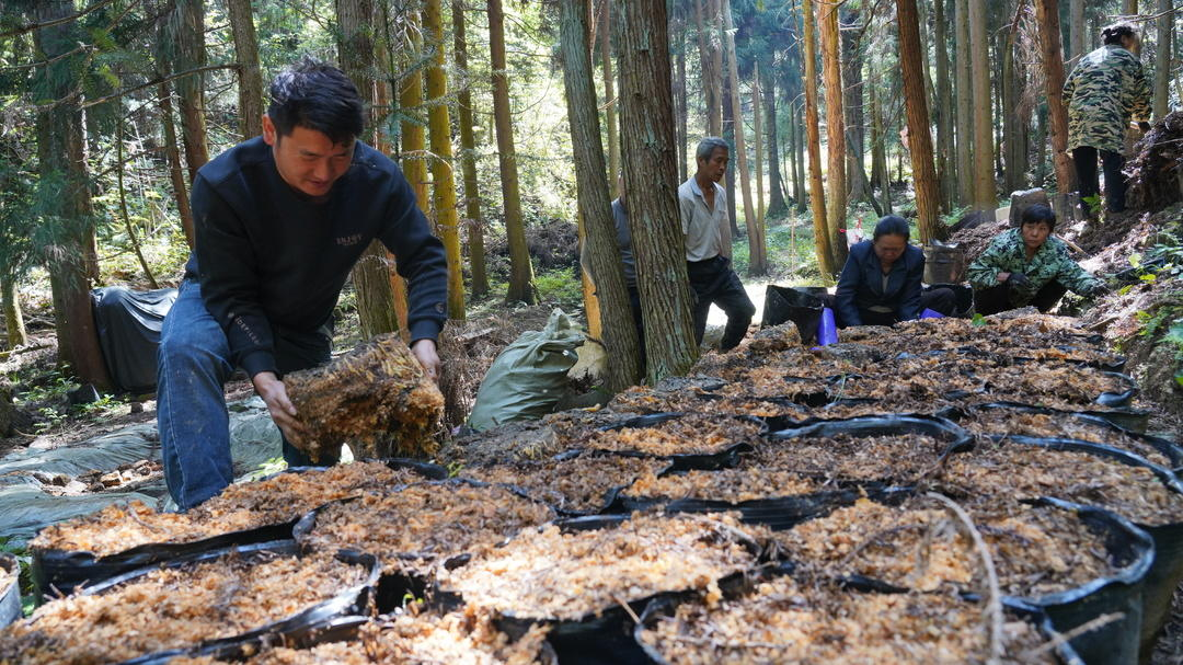 央视网|湖南中方县：深山天麻种植助力乡村振兴“加速跑”