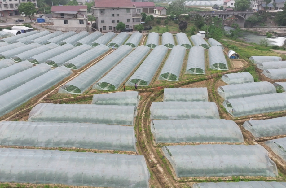 中方县花桥镇：西瓜授粉忙 精细化管护助力增产增收