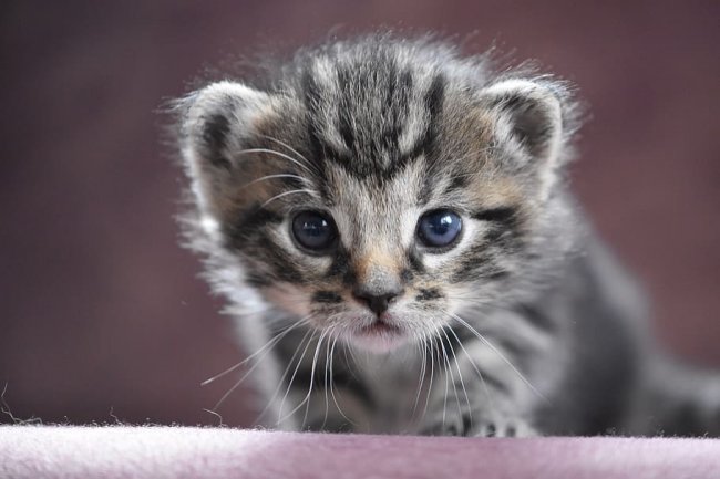 2026年如何选择猫粮？盘点猫粮品牌与选购要点
