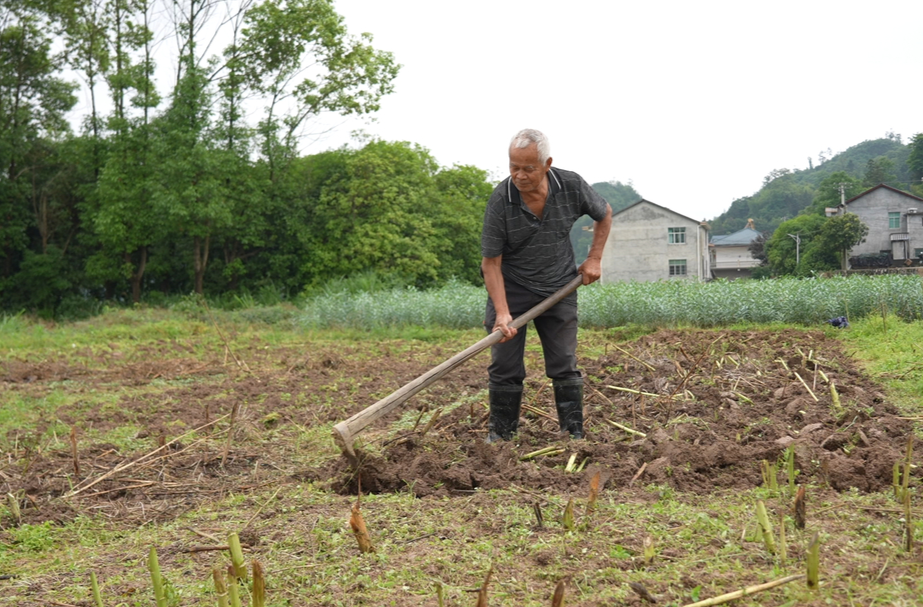希望的田野|中方县：夏耕夏管农事忙 多元种植助增收