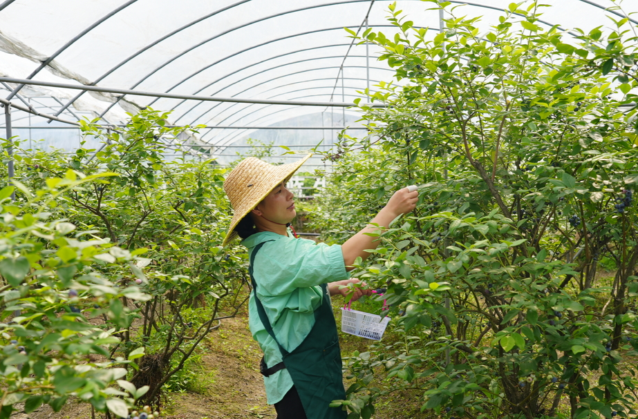 希望的田野|中方：硕果盈枝助增收 小蓝莓激活乡村共富新引擎