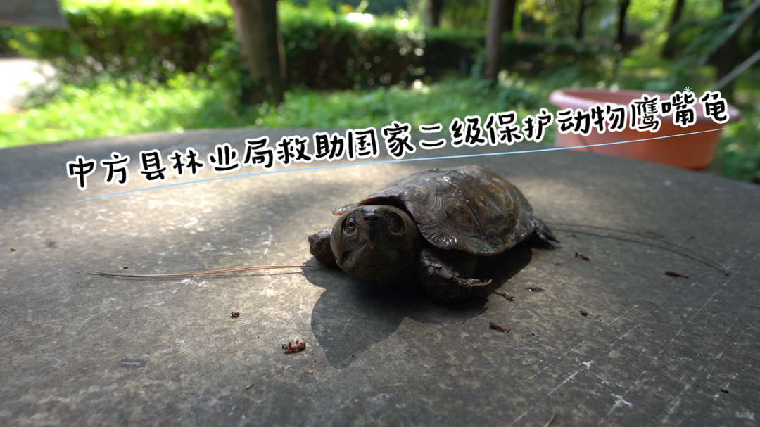视频|中方县林业局救助国家二级保护动物鹰嘴龟