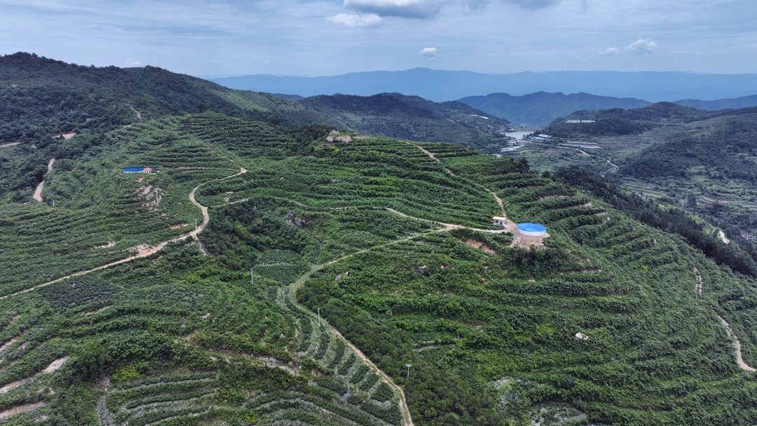 光影中方——花桥特色农业产业振兴富村民