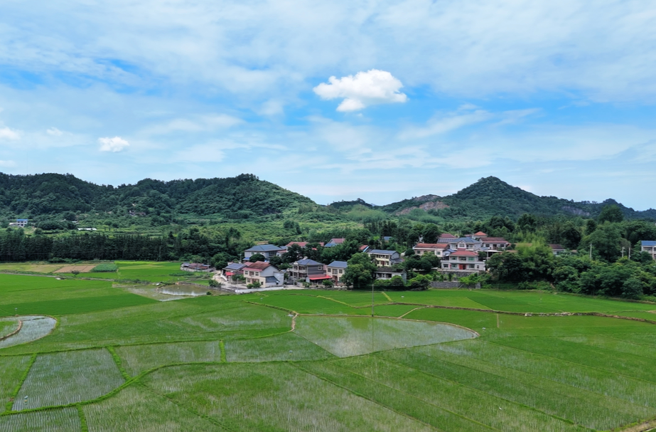 中方县：沃土铺青秧 云天映良田