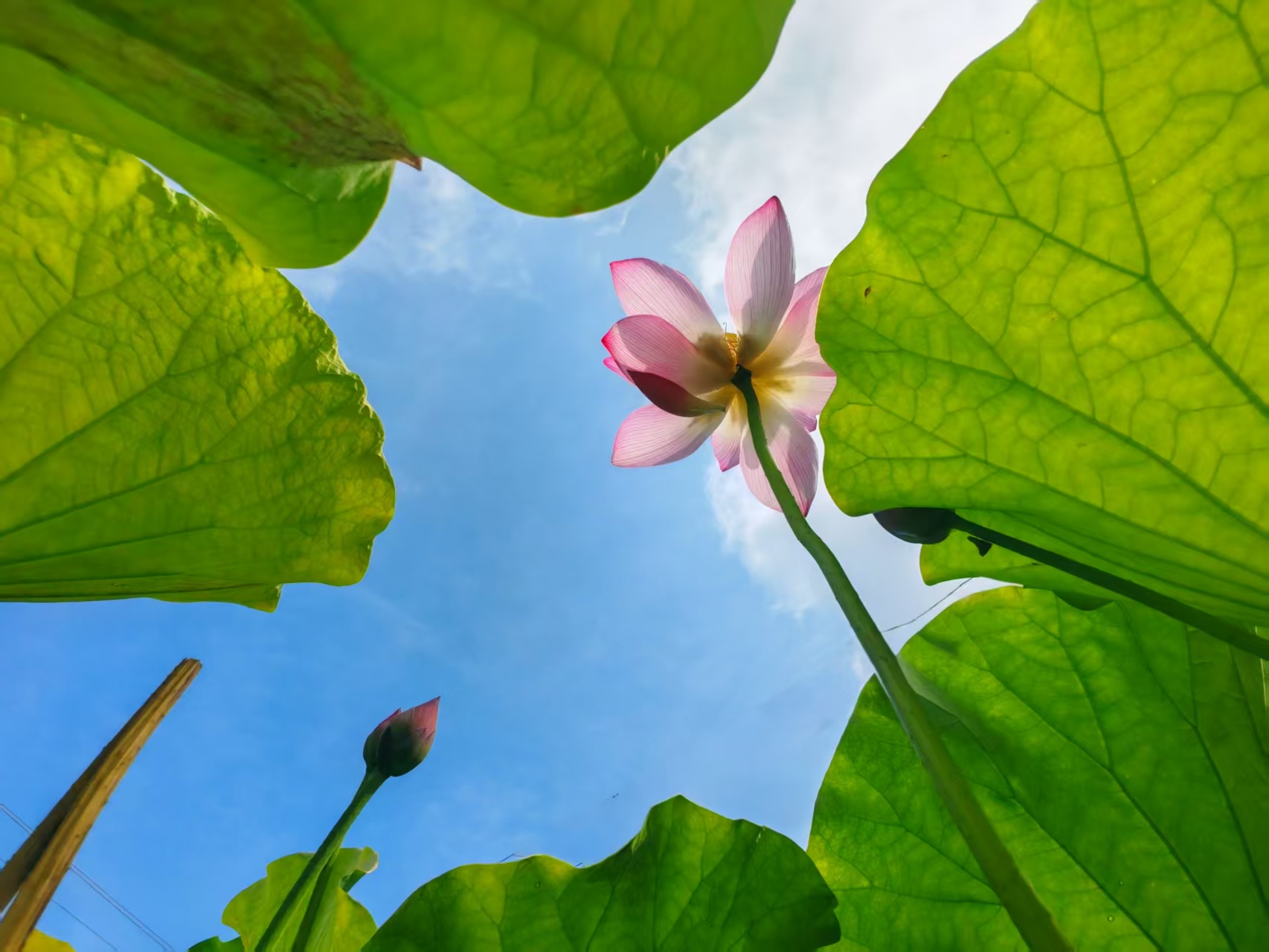 光影中方——荷花盛夏入画来