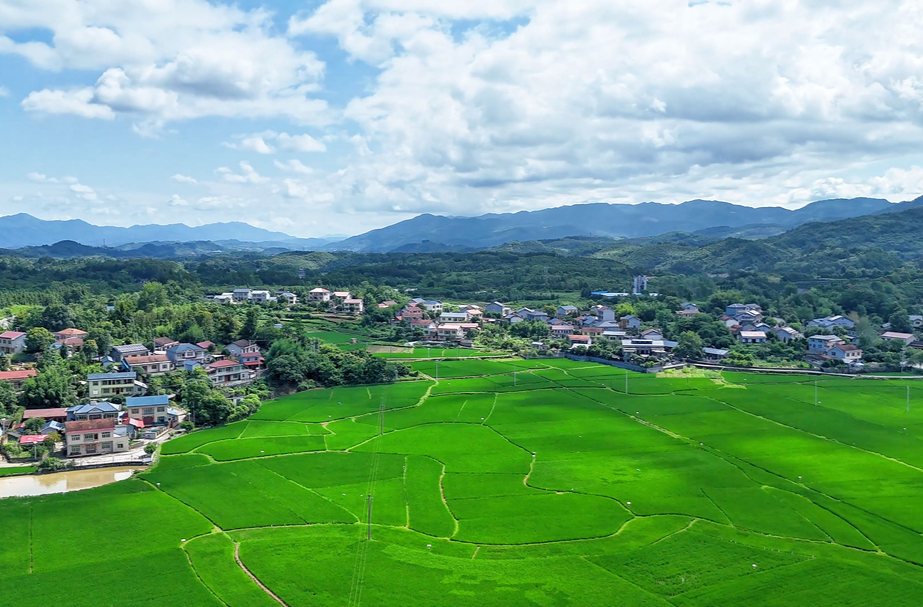 中方县火马塘村：稻浪翻涌 一抹青绿沁人心