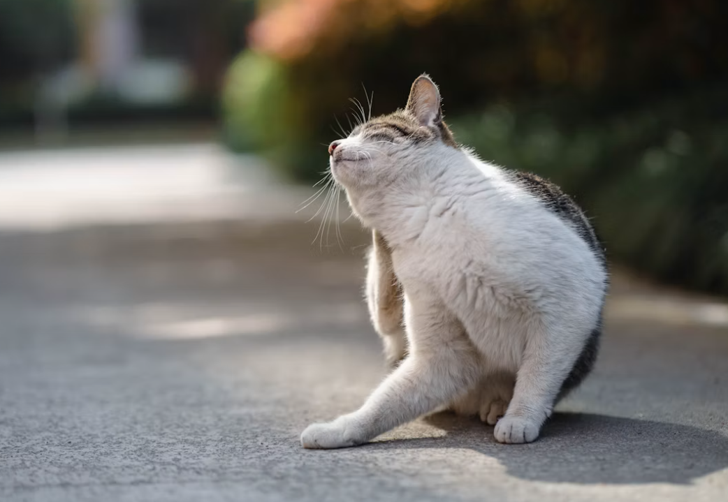 深度洞察｜猫咪驱虫药名单背后：进口“老牌”与国产“新势力”的博弈