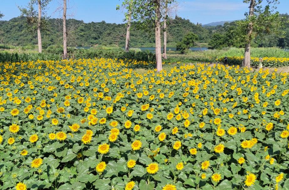 中方县：向日葵盛放迎客来 生态美景持续出圈