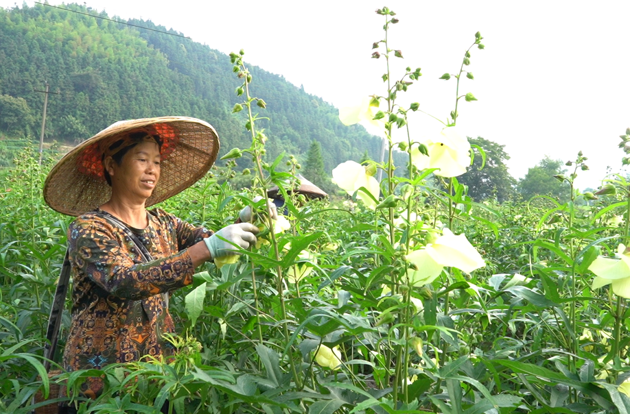 希望的田野|袁家镇：黄蜀葵花开遍地金 特色中药材 铺就乡村振兴致富路