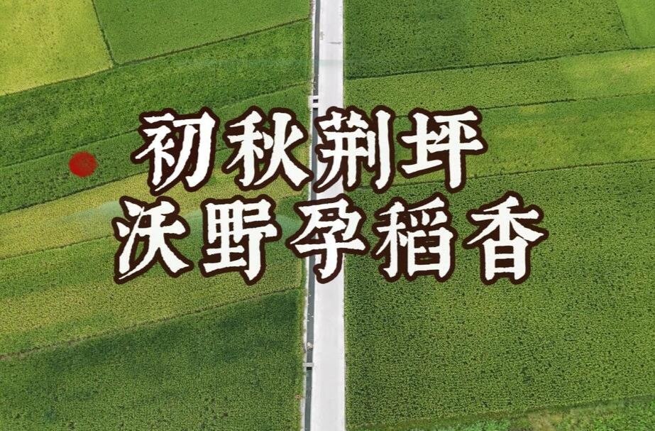 飞阅中方｜初秋荆坪 沃野孕稻香