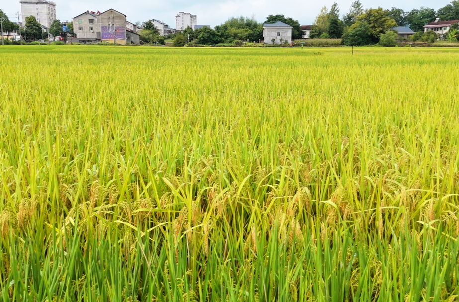 希望的田野|中方县火马塘村：稻田染金 丰年可期
