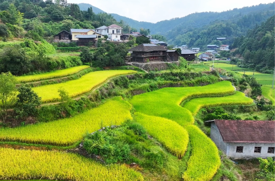 中方县大竹村：青山伴稻浪 美景入画来