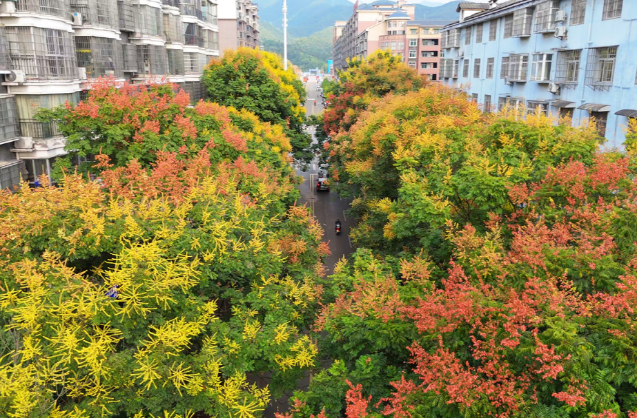 秋日中方：一树栾花满城诗