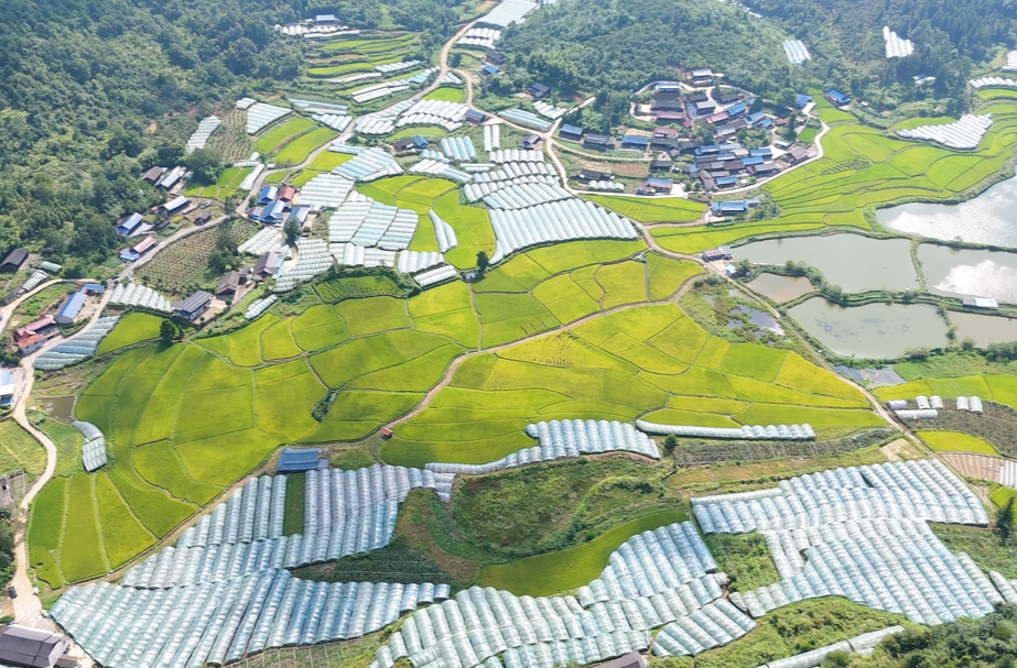 中方县排叶村：稻浪飘香果满园 绘就和美乡村新画卷