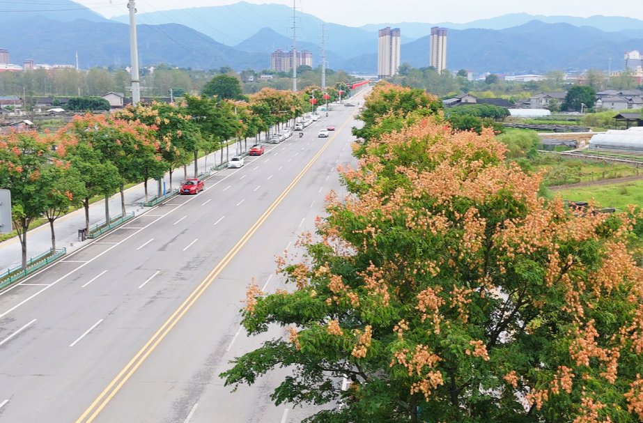 中方县：栾树映长街 秋日好风景