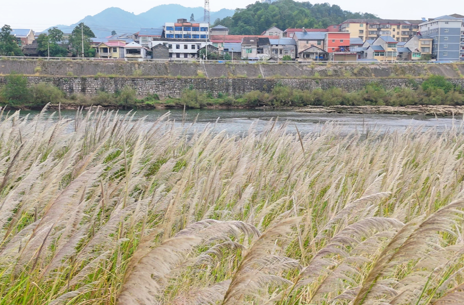 中方县：荻花轻抚㵲水岸 生态美景入画来