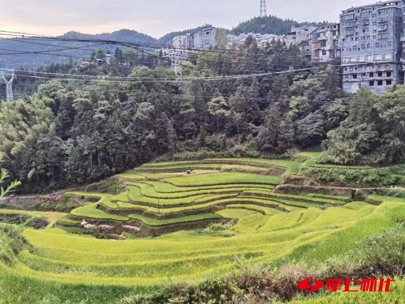 迎接RCEP | 中方县铁坡镇：“咱们的山货向着世界冲”