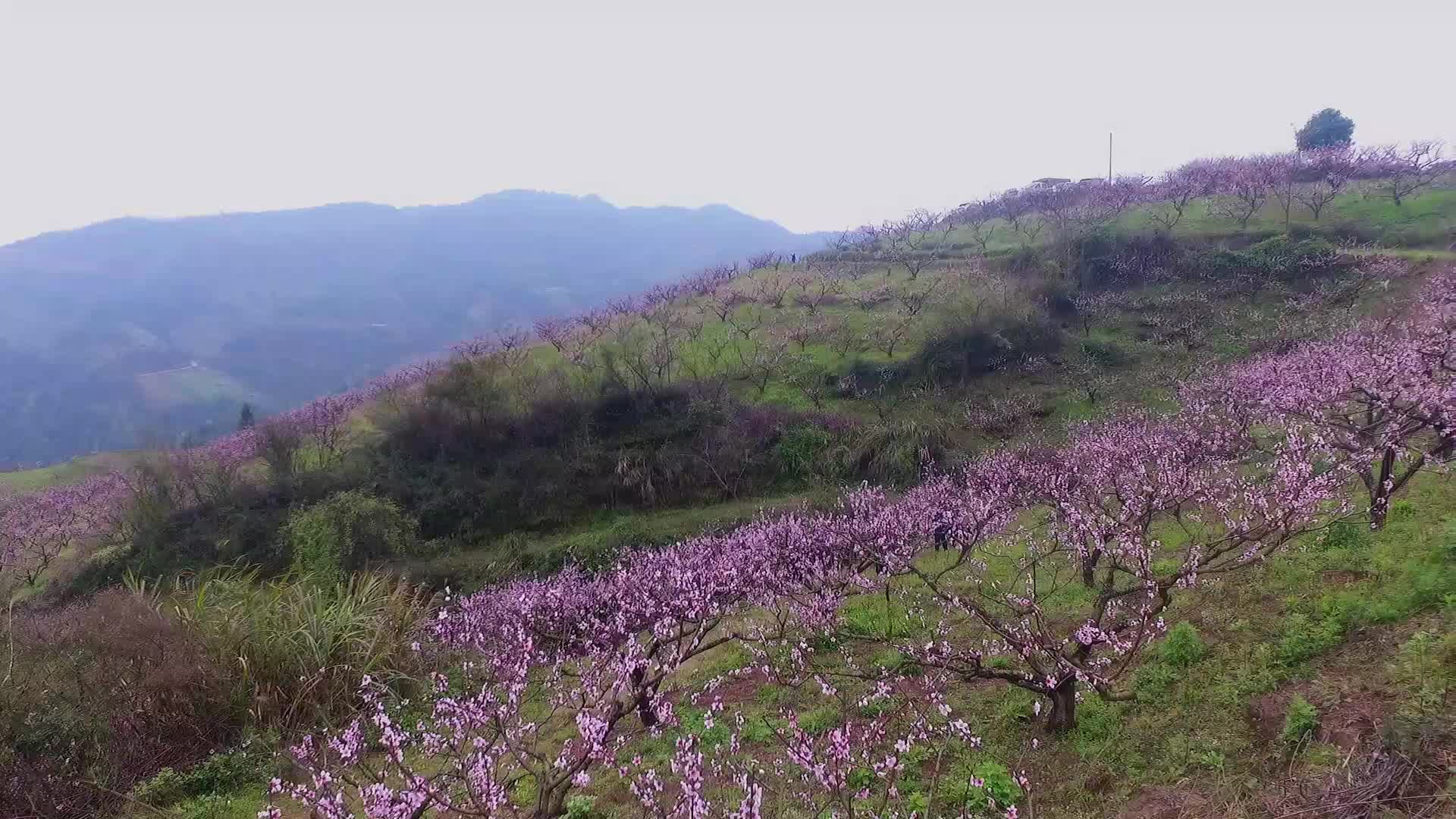 中方半界村2000亩桃花盛放