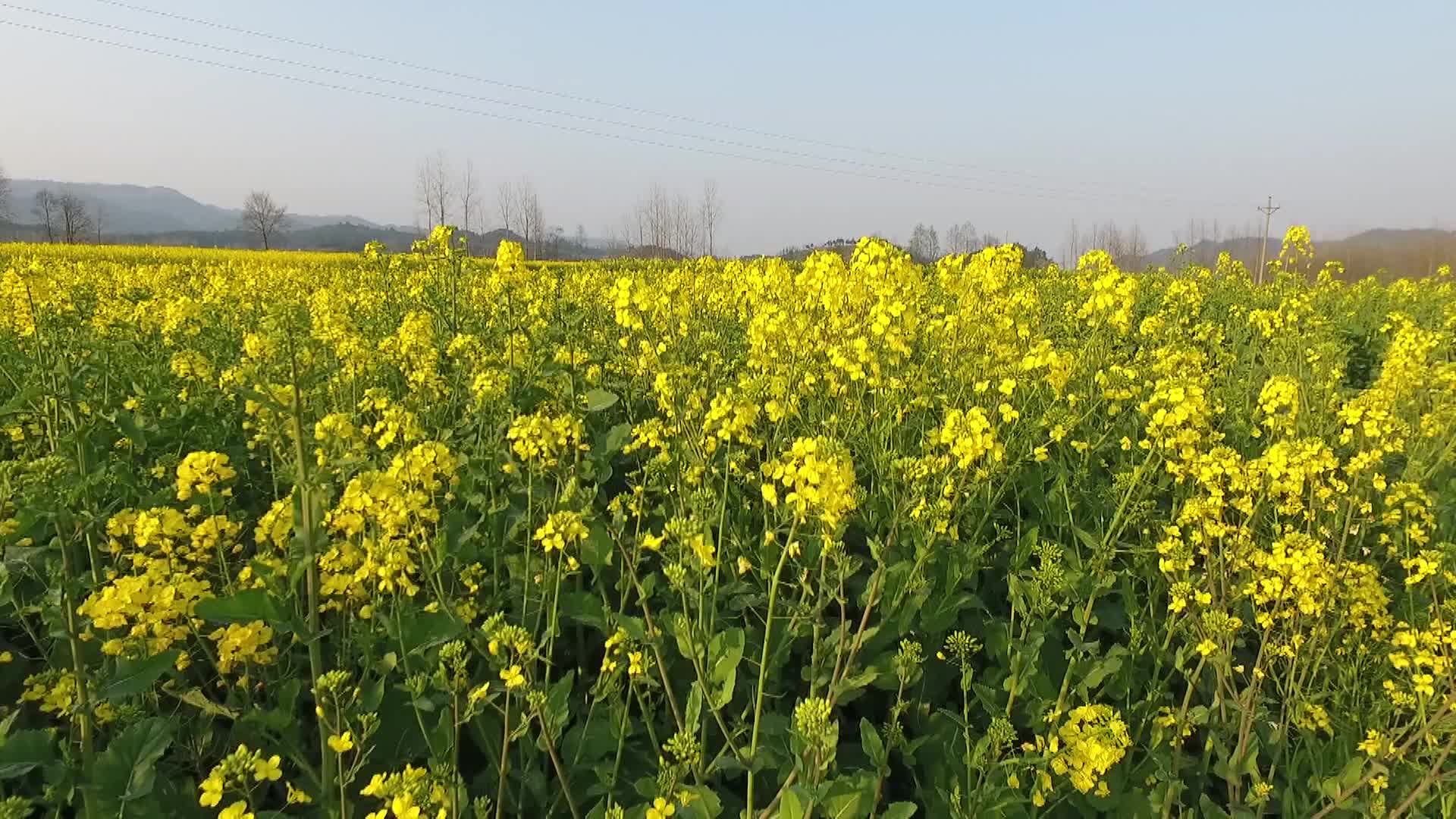 中方铜鼎花开正好 连片油菜花盛放