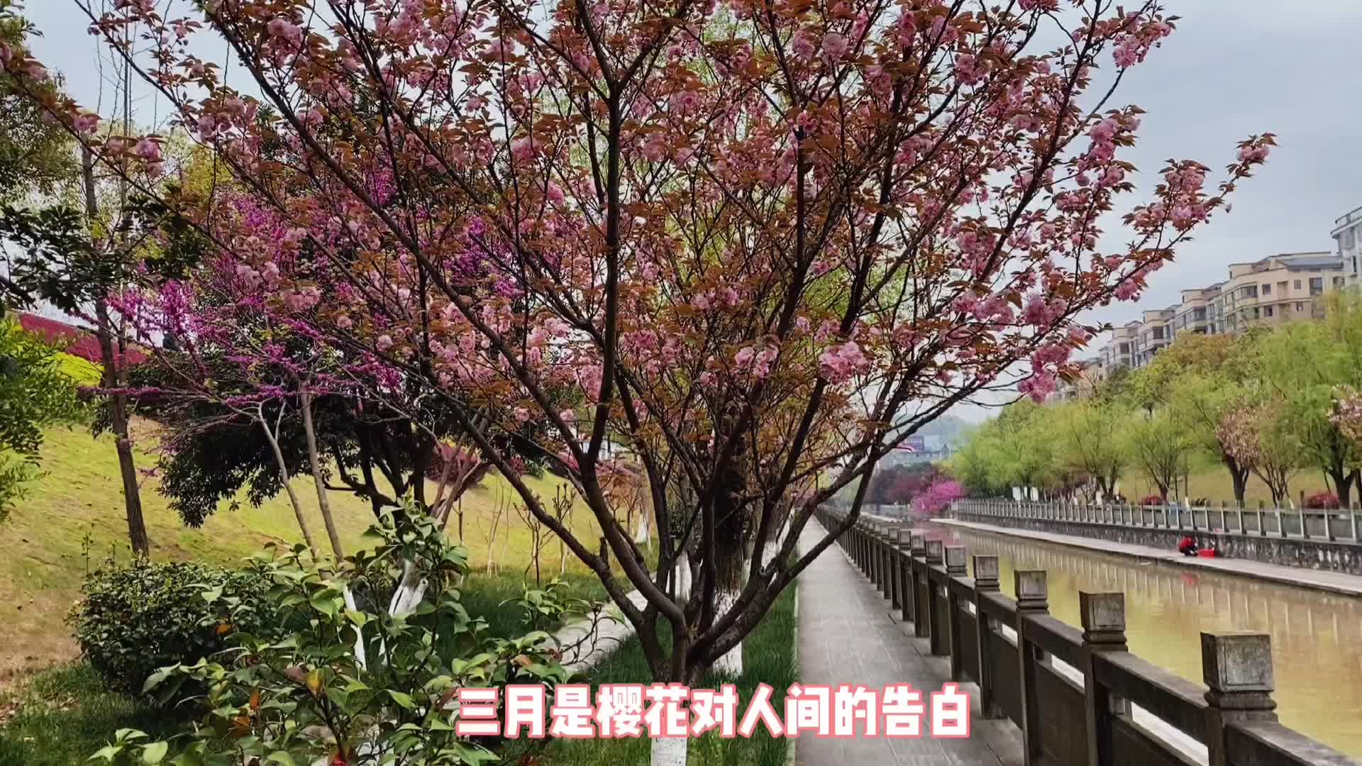 美爆了！中方樱花开了  来拍属于你的大片吧
