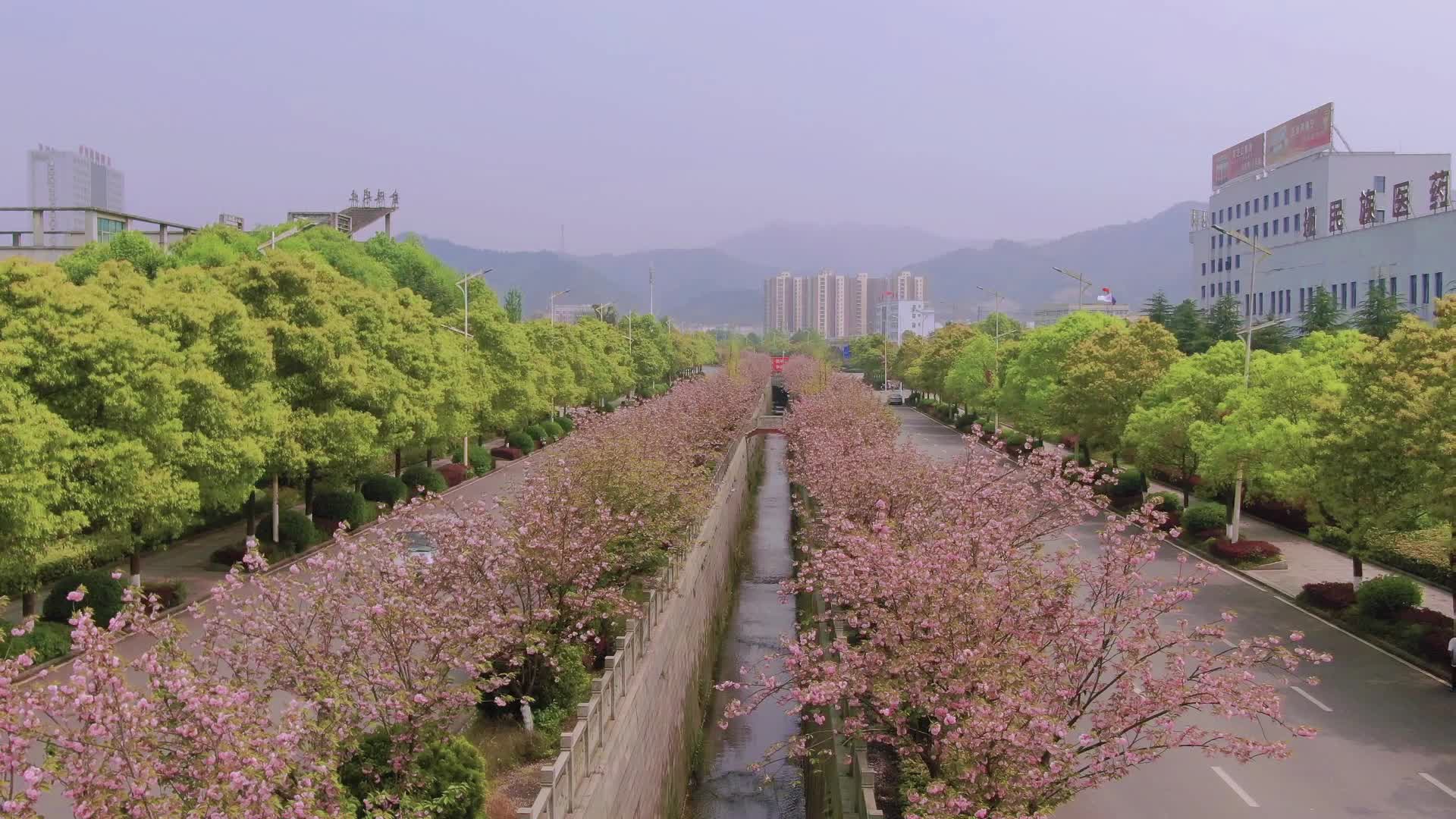 中方县城樱花绽放