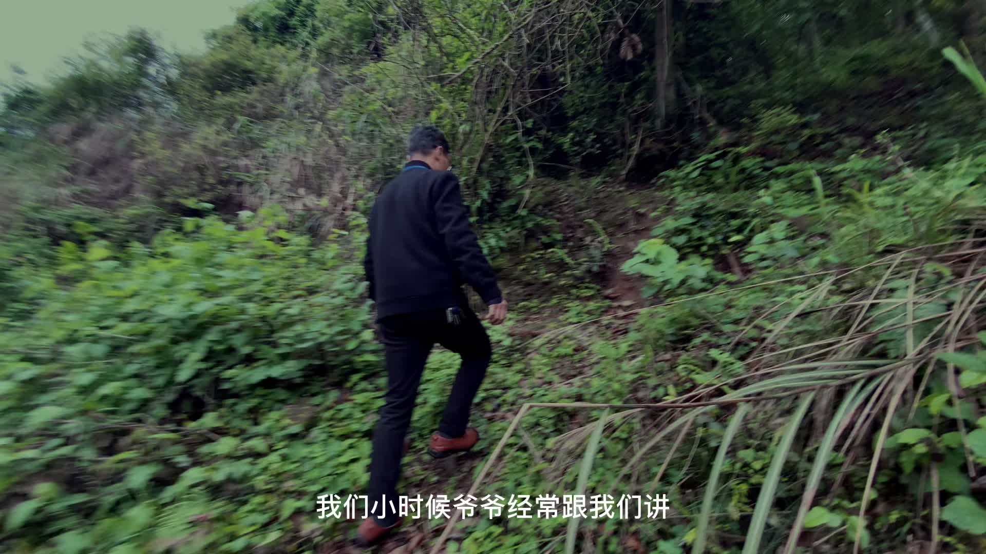 【不朽的足迹——追寻中方的红色印记】桐木镇楠木铺村红军林