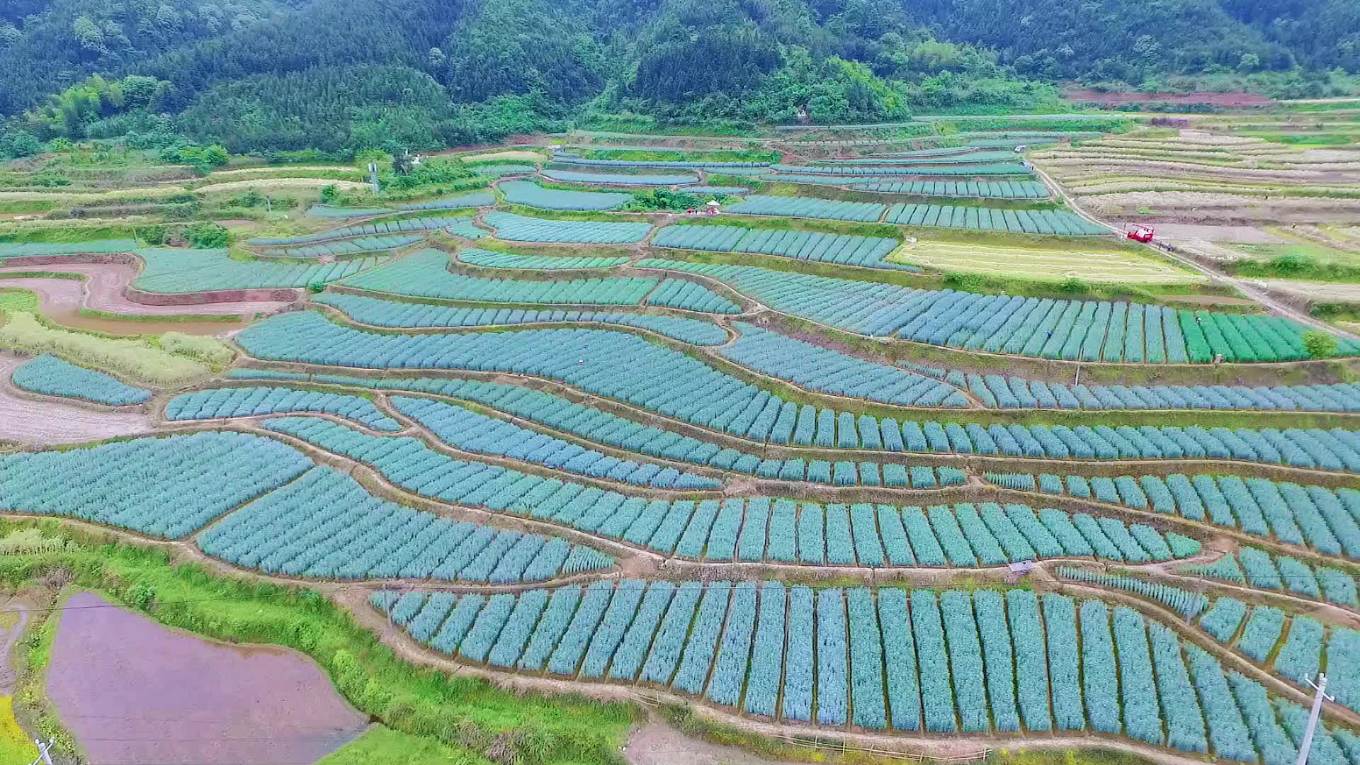 建设四城两区 启航全新征程|特色农业篇（二）： 发展百合产业 助力农民增收