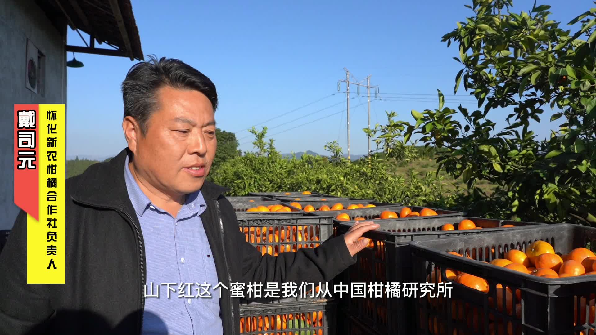 我们的小康生活|山下红了橘子 甜了日子！