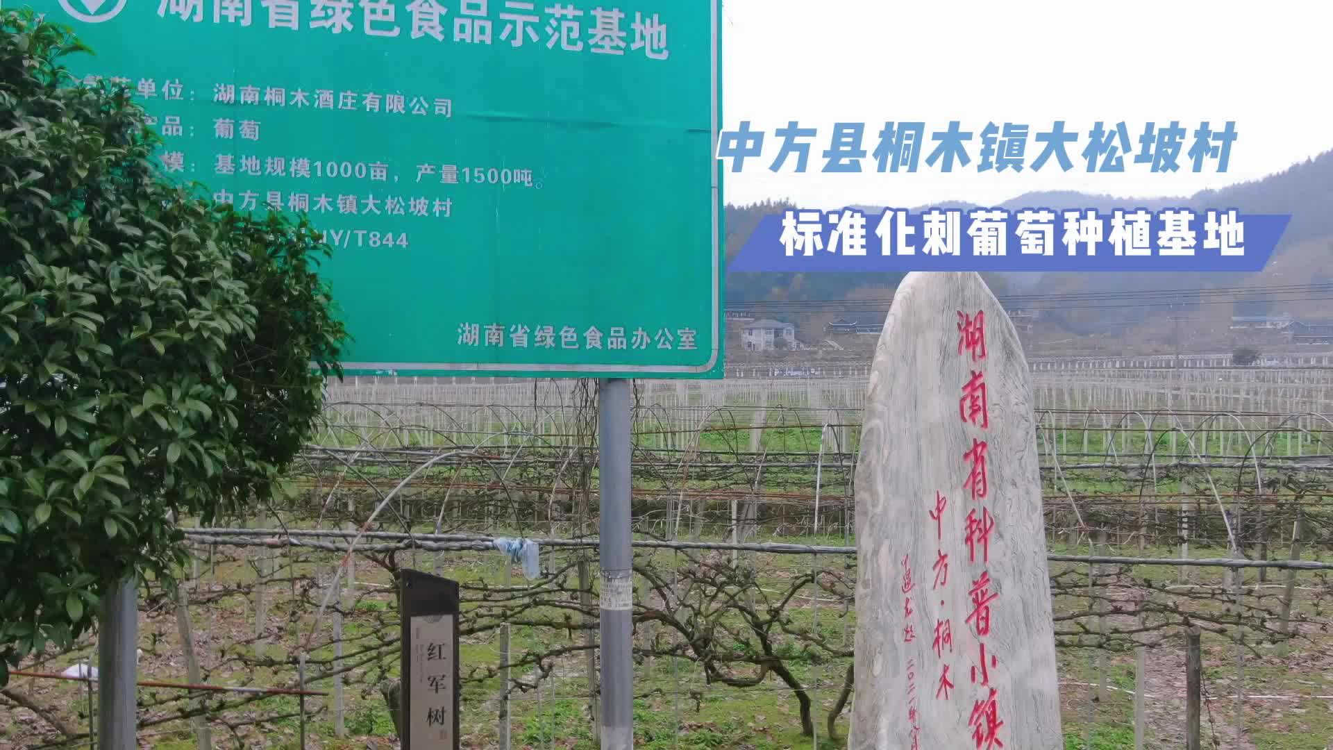 中方：“标准化春耕”种出放心刺葡萄！