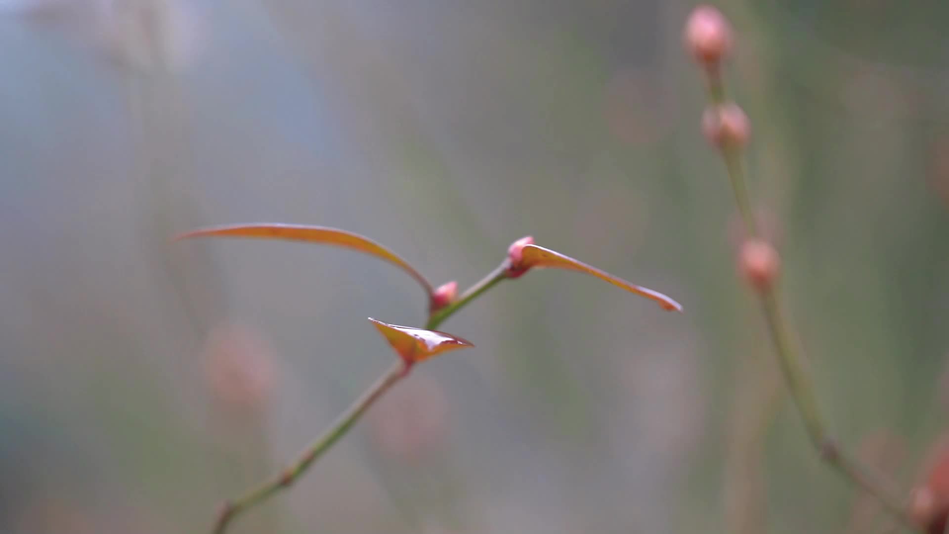 中方县：蓝莓冒花蕾 农民春耕忙