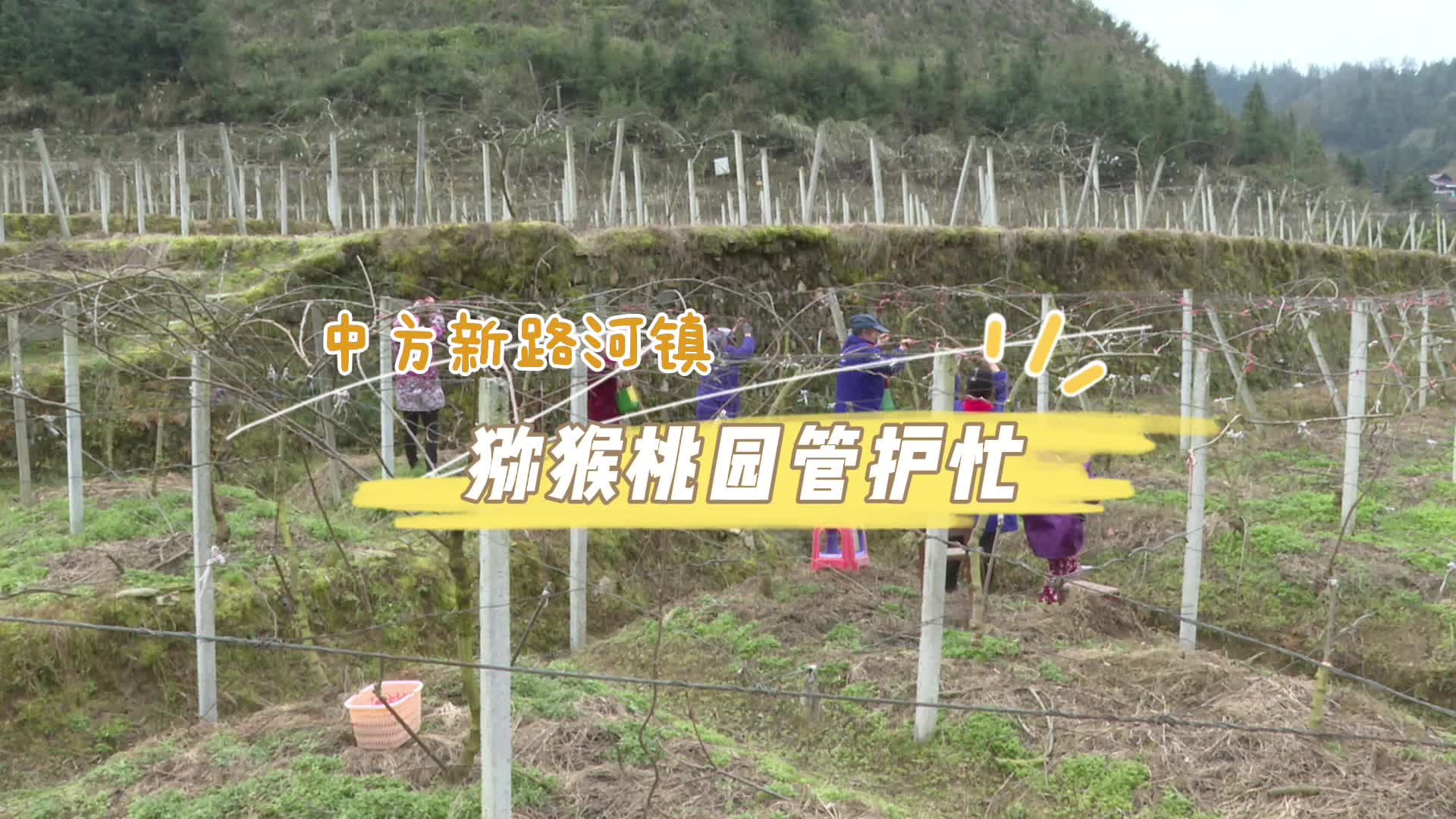 中方新路河镇 猕猴桃园管护忙