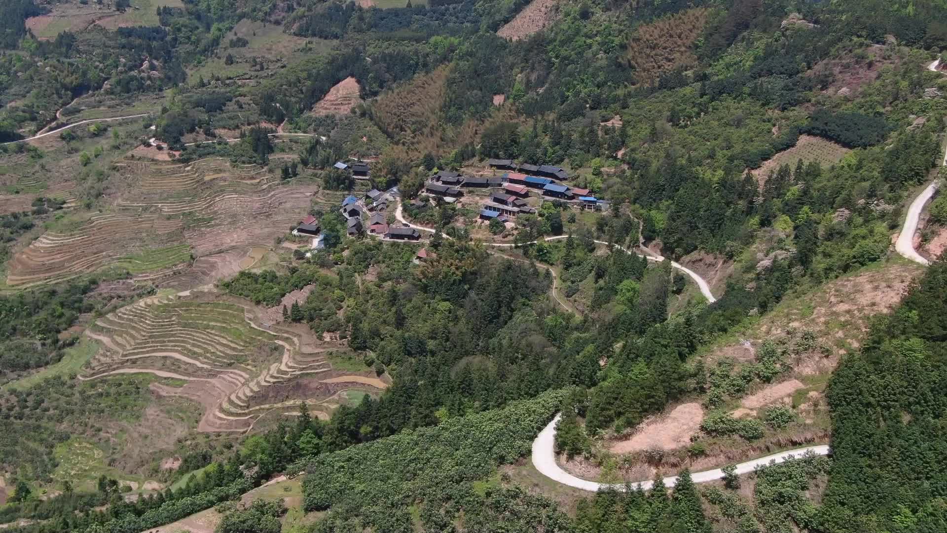 怀化中方县：大山深处有枇杷