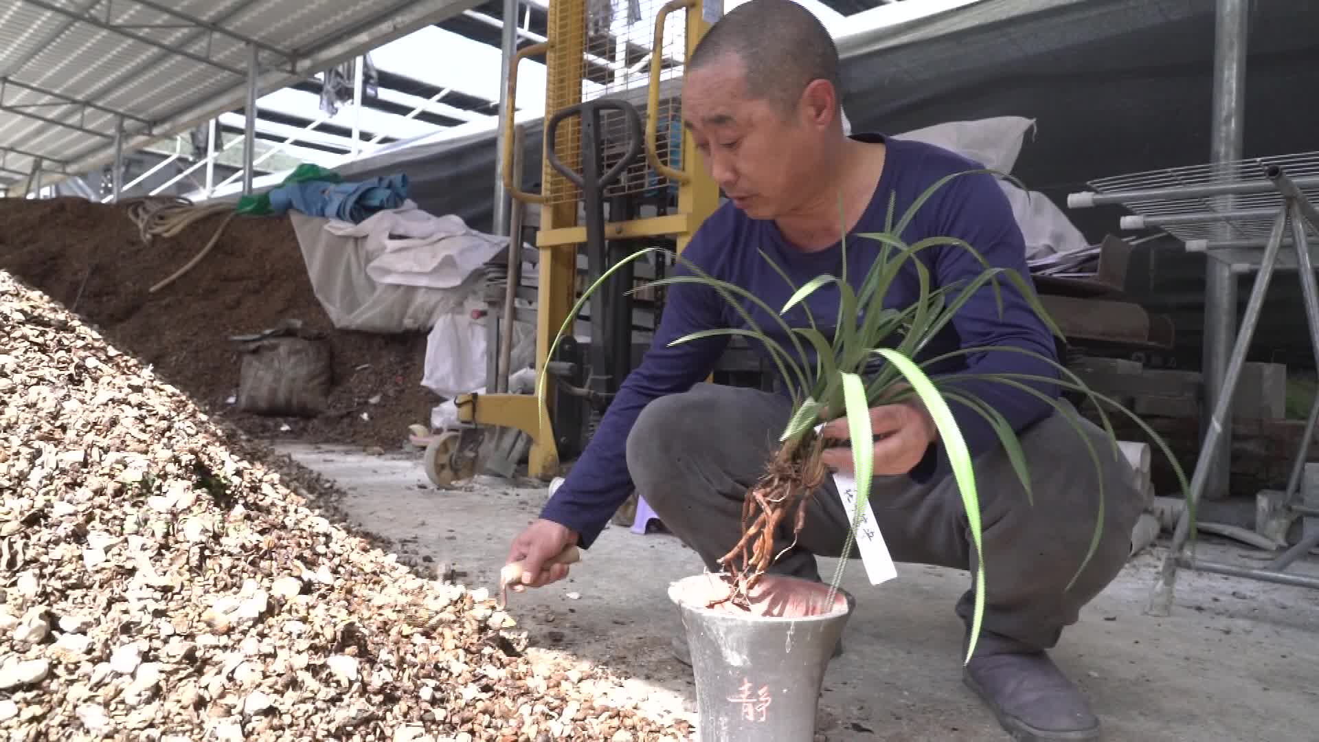 兰花的盆栽方法