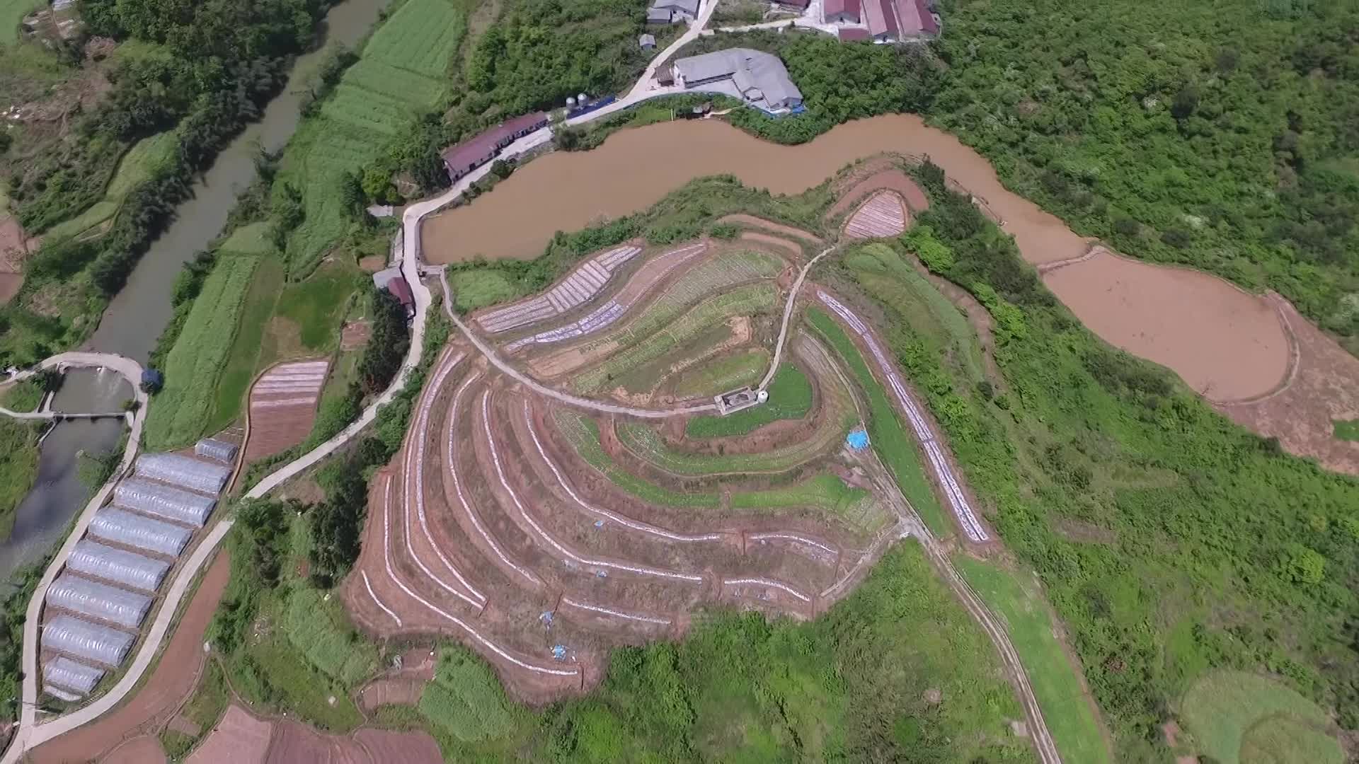 中方：撂荒地里种出“致富菜”