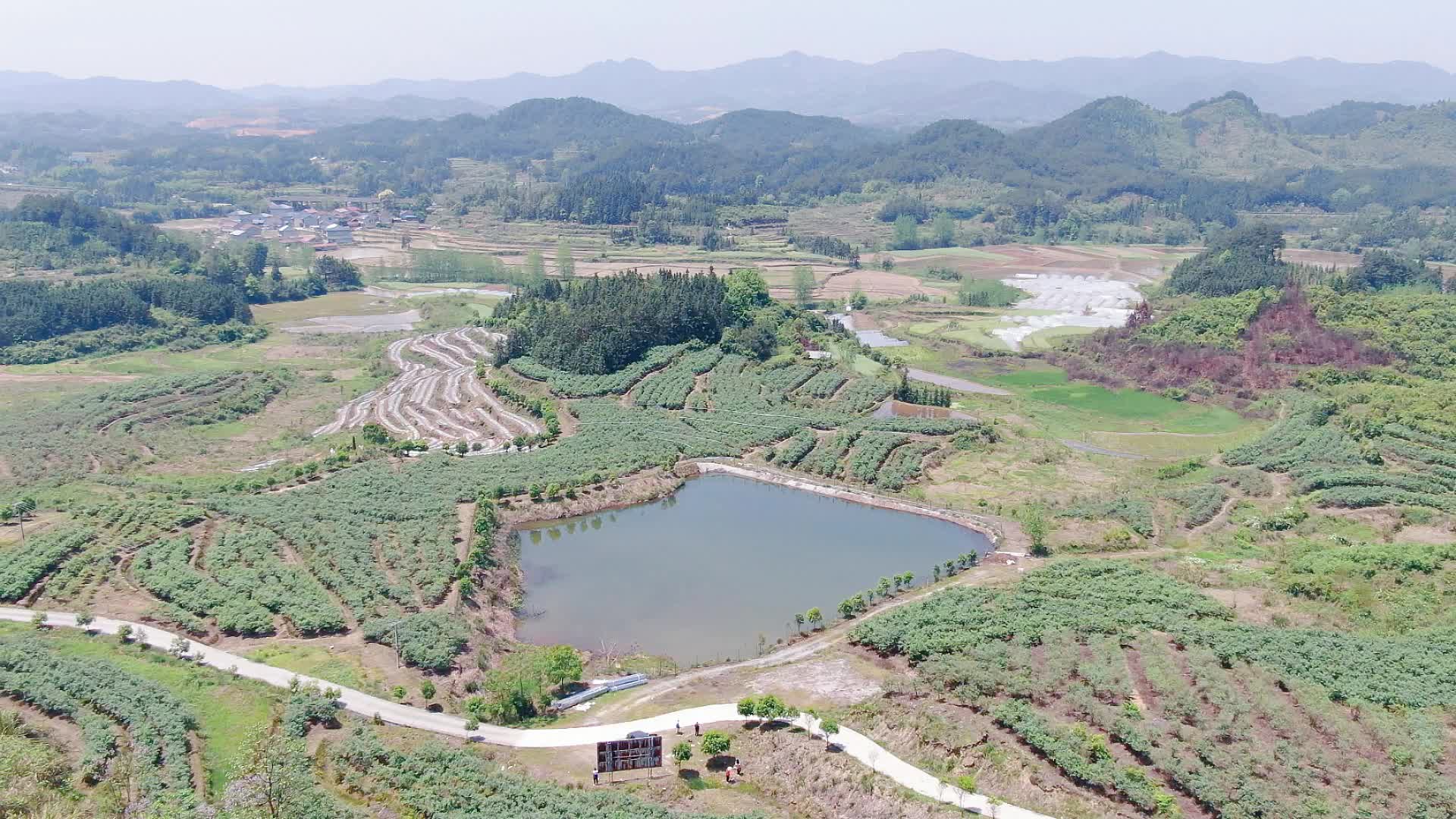 中方：特色农业春风劲 蓝莓园挂满“致富果”