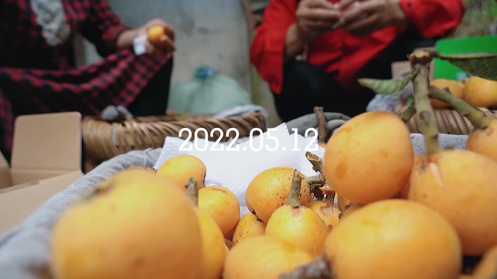 我们的新时代|澄渡江村：金色枇杷挂满枝 果农忙采“致富果”