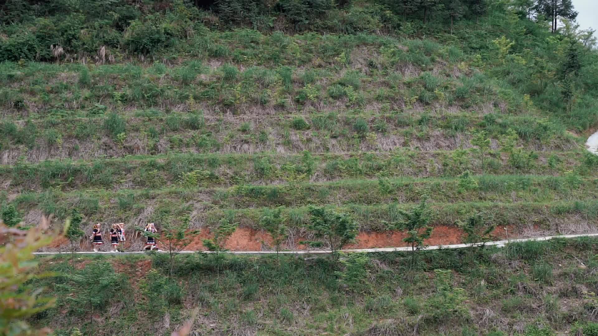 青钱柳生“金” 一片树叶带富瑶乡百姓