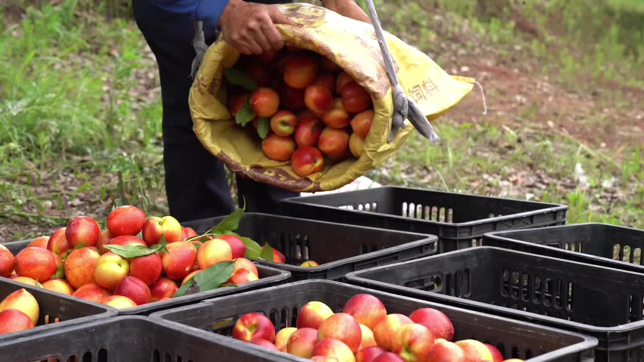 希望的田野丨中方高品质油桃大丰收