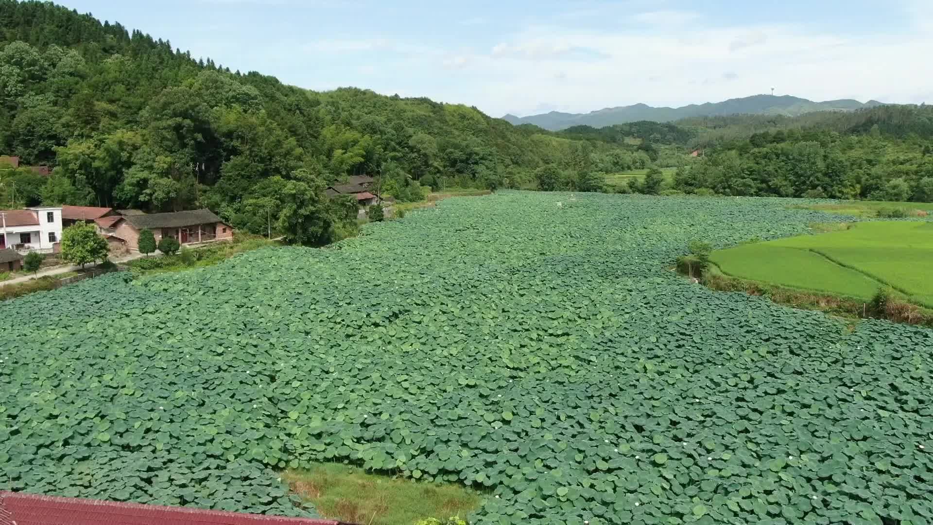 视频|中方新店坪村：“藕+鱼”循环种养模式鼓了腰包绿了生态