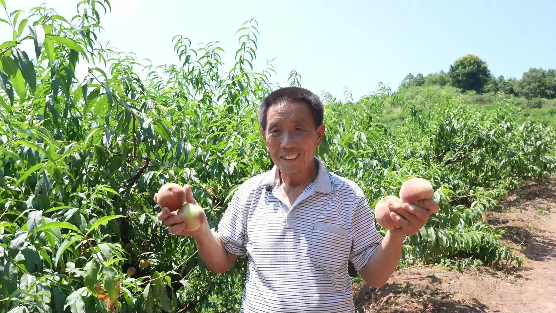 我们的新时代|种植户蒋才友：“蜜桃”园里结出“幸福果”