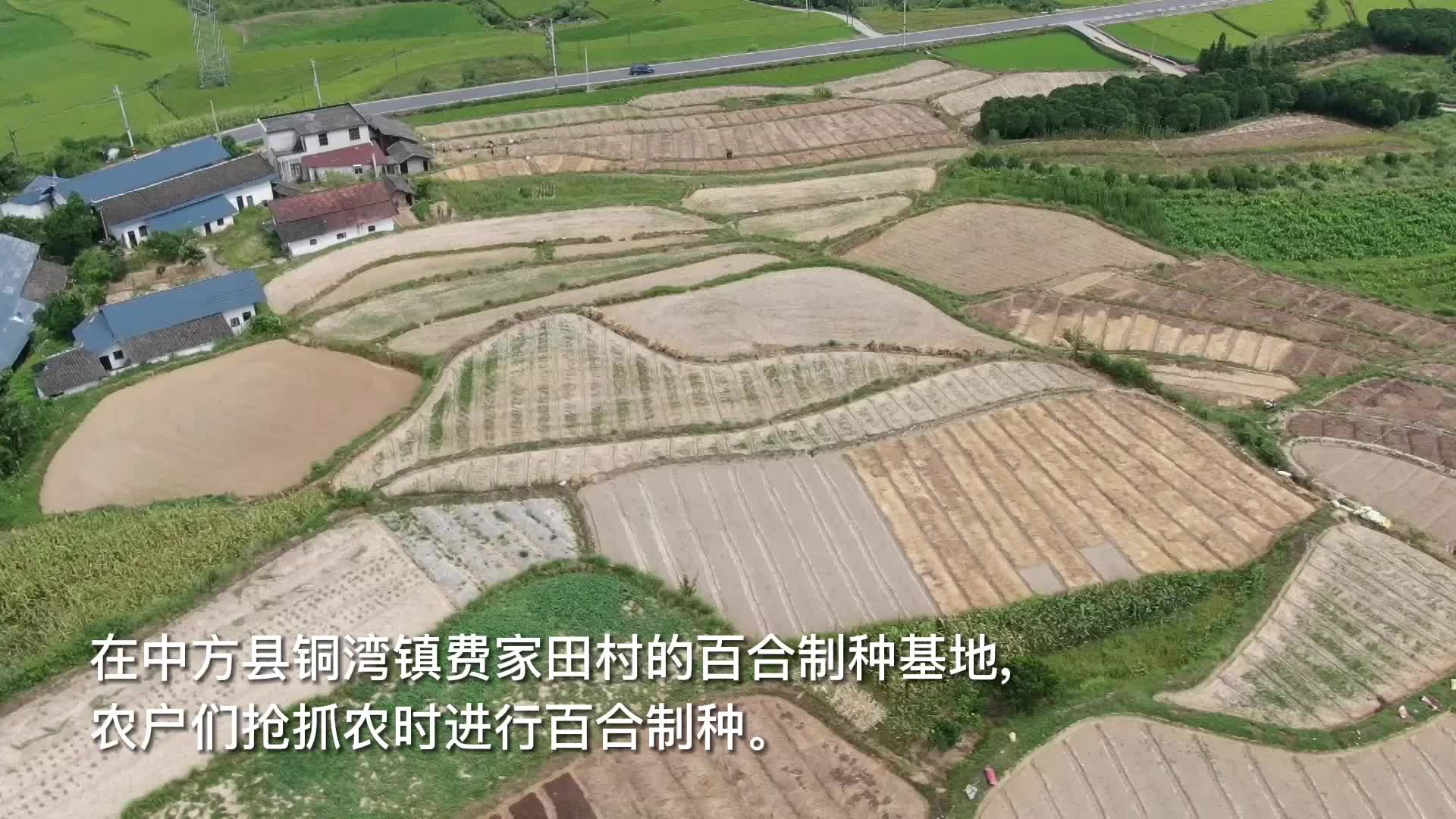 视频|中方县铜湾镇： 百合制种忙