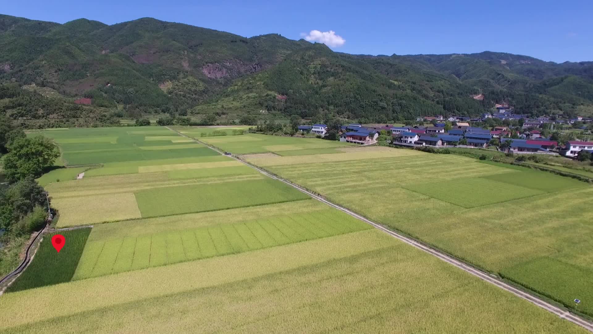 视频|中方县再生稻喜获丰收  头茬平均亩产775.8公斤