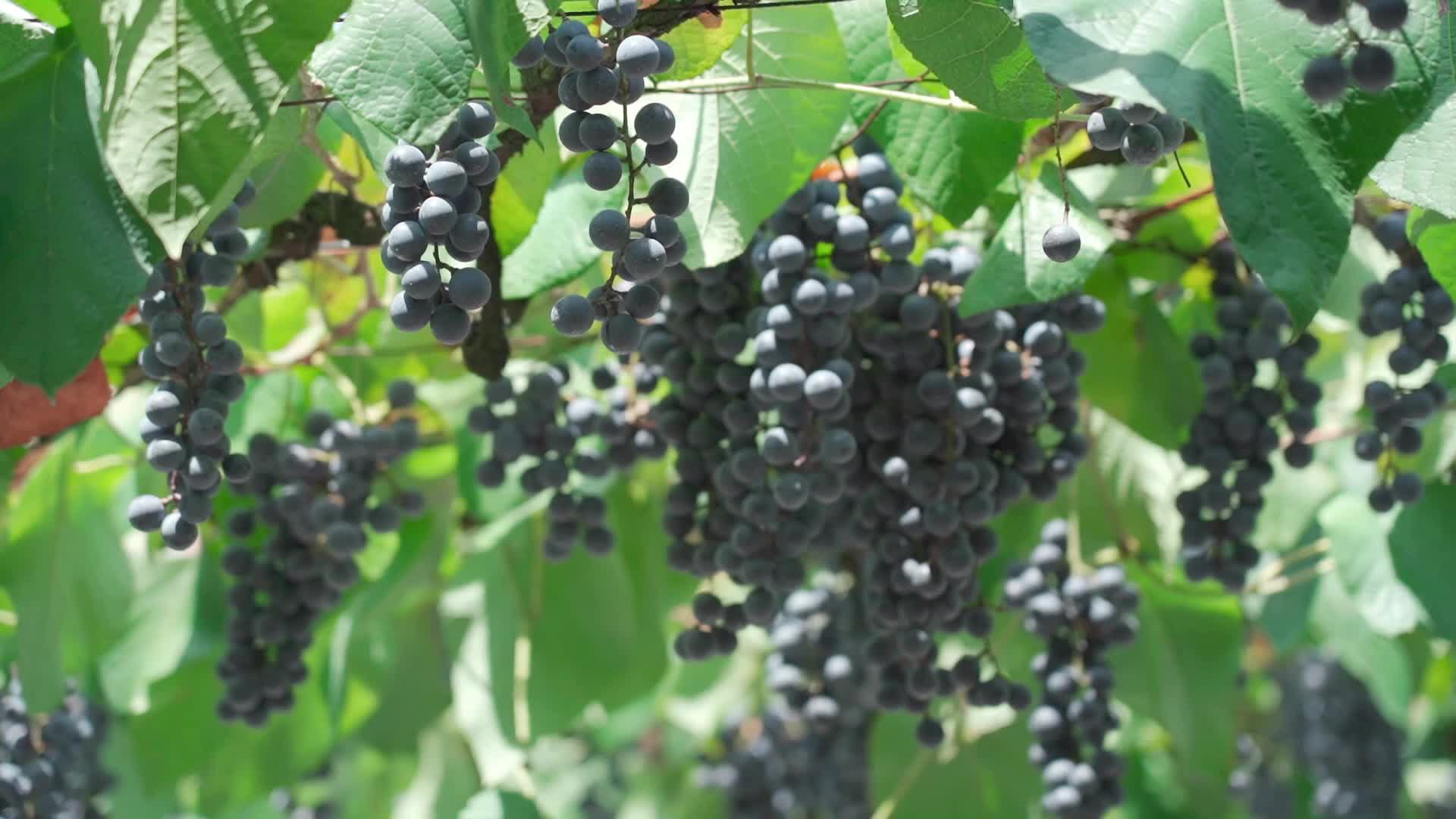 视频|怀化中方县：葡萄沟里结出乡村振兴硕果