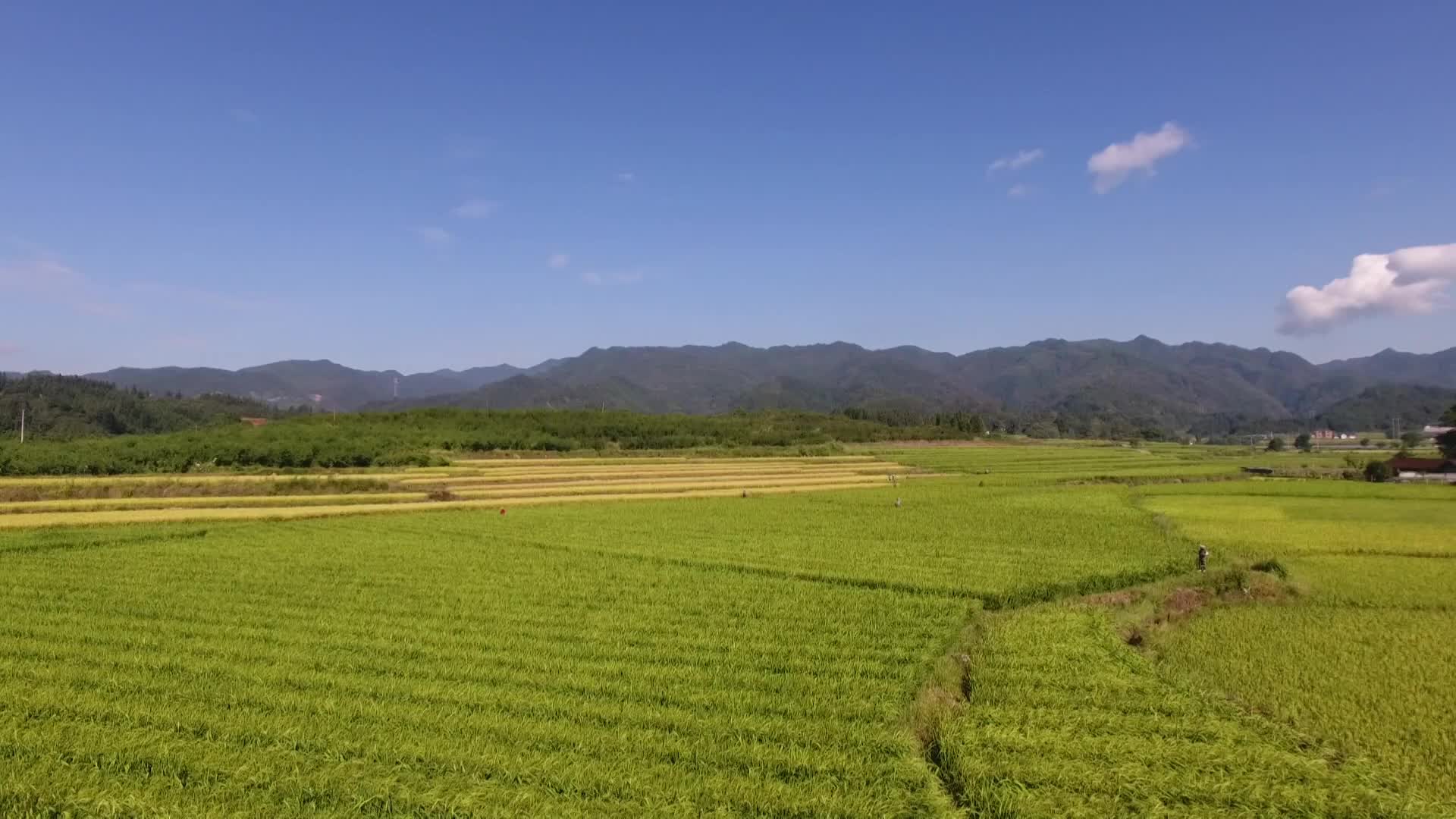 视频｜中方：制种基地稻花飞舞“赶花”忙