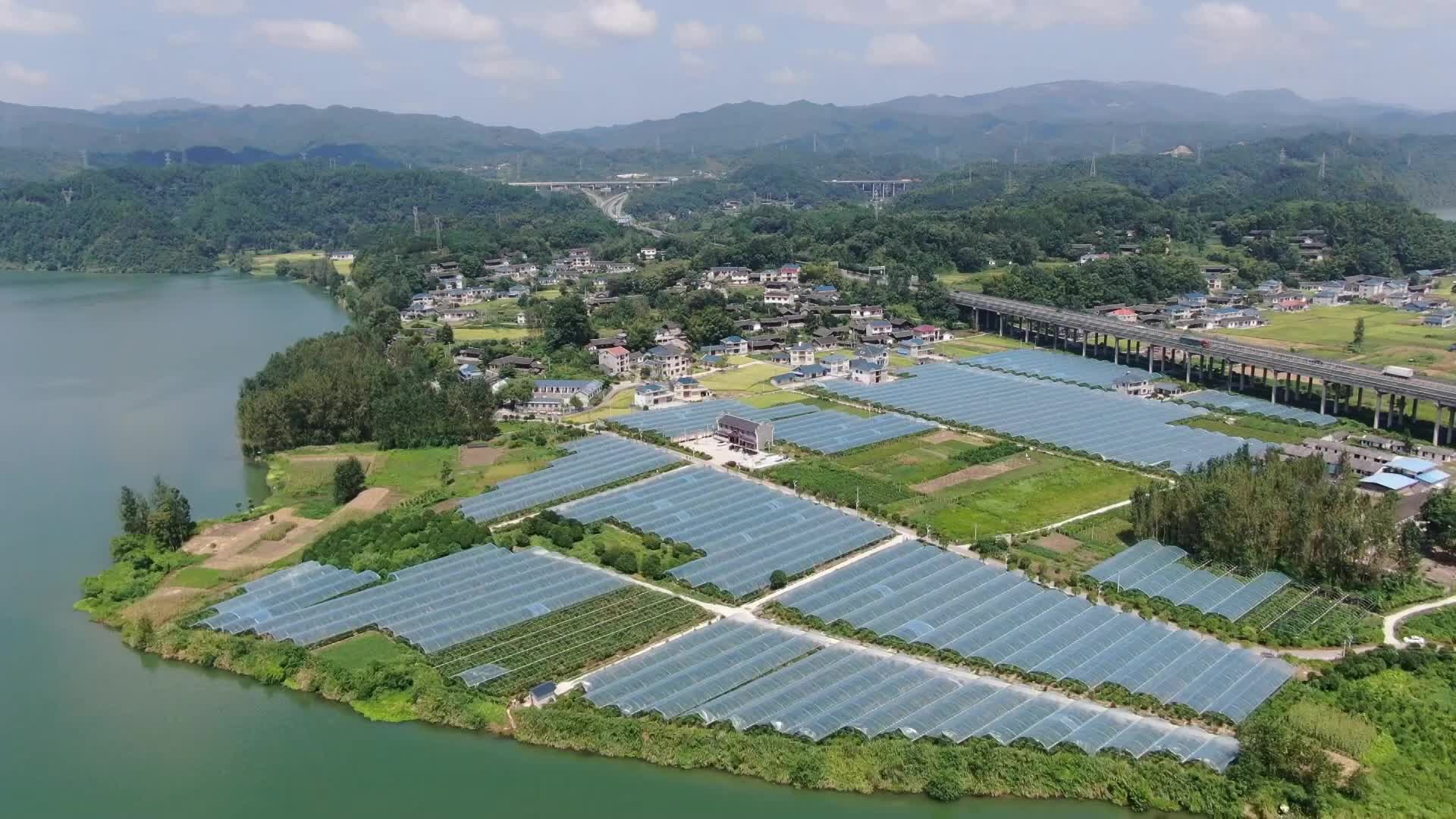 视频｜中方站坪村：酥脆枣喜迎丰收季