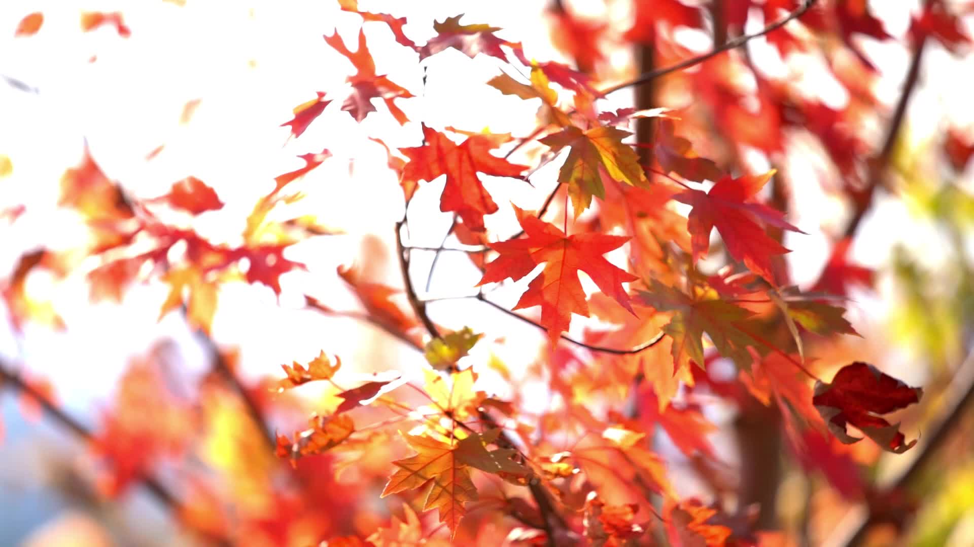 视频|中方：片片红枫染深秋