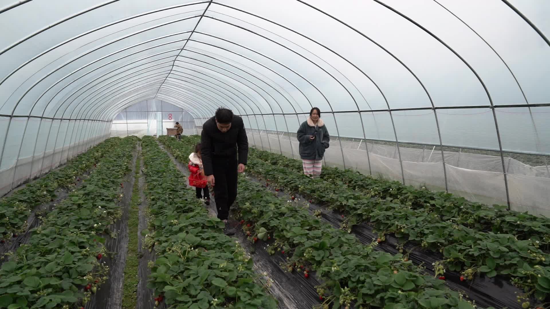 视频|中方：新春打卡近郊游 草莓园里采摘乐