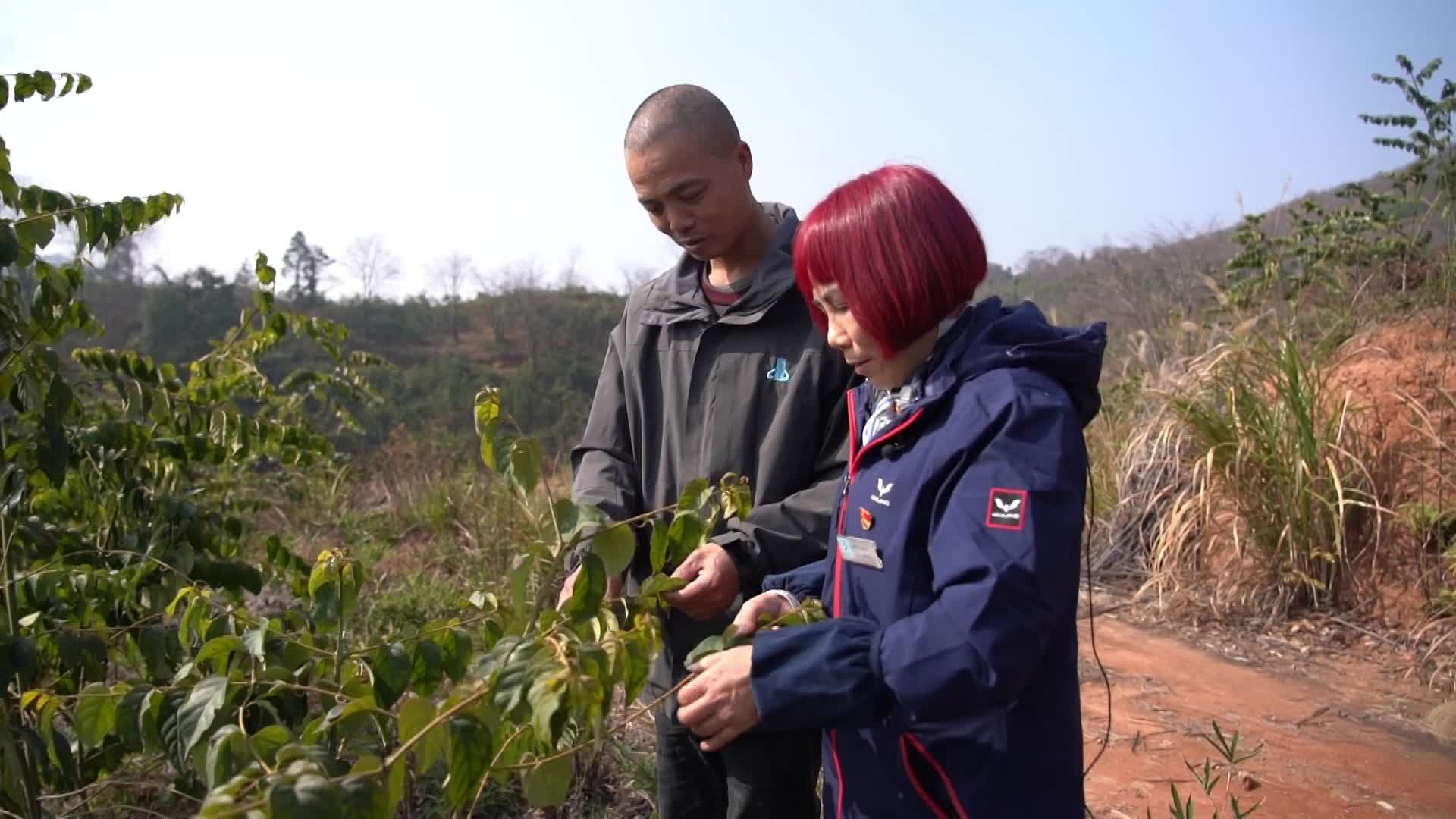 视频|中方：夫妻荒山种钩藤 “勾”出致富好“钱”景