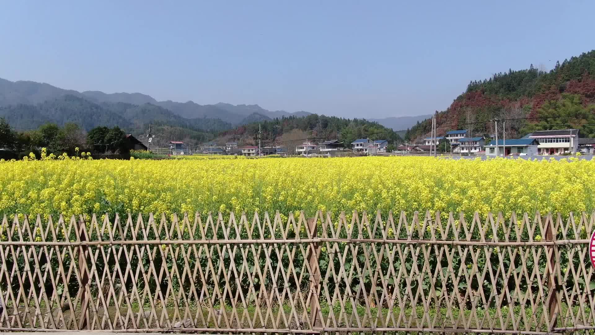视频｜中方黄溪：油菜花开点缀和美乡村
